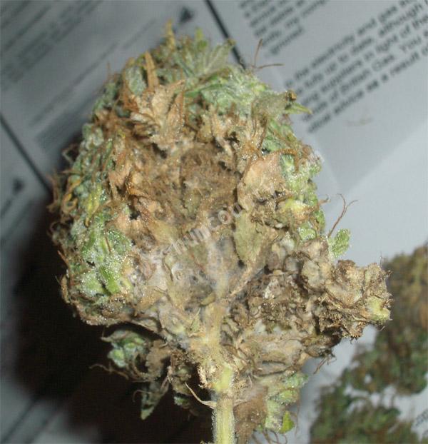 Botrytis has rotted the inside of this marijuana cola