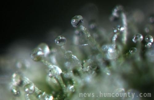 Close up of THC resin glands