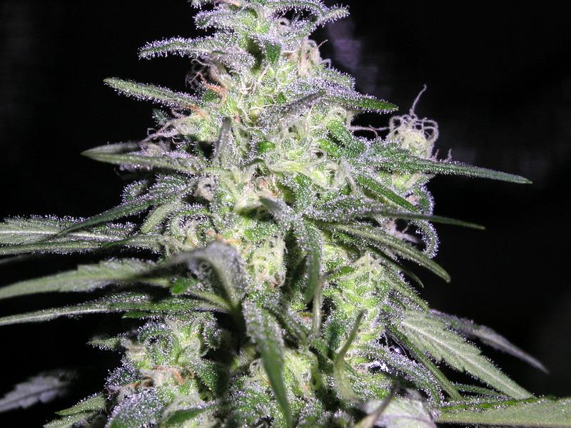 Pics Of Weed Buds. Marijuana growing and the