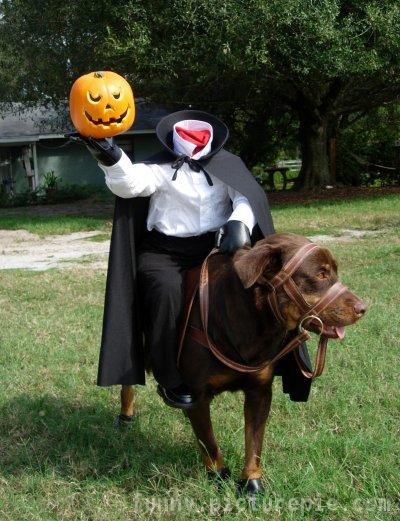 Dogs wearing ridiculous but cute Haloween costumes