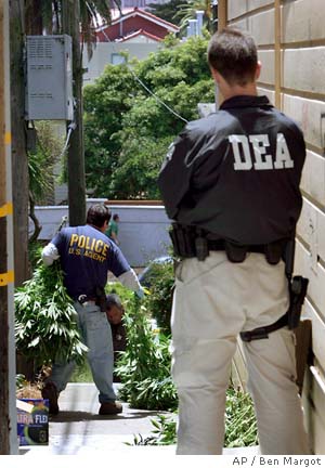 DEA FBI IRS raided marijuana growers in June 2008 in Humboldt county