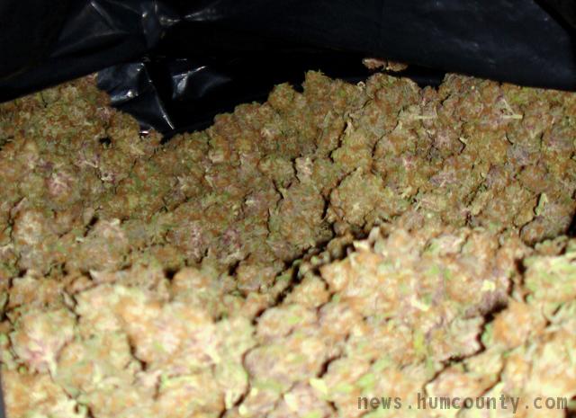 alot of weed. to distribute marijuana,