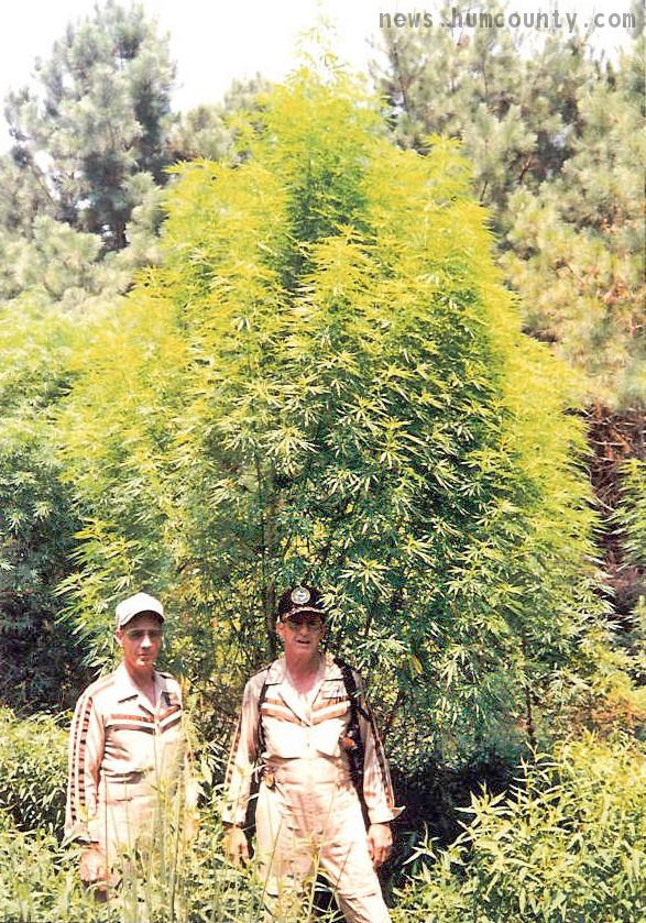 massive cannabis tree