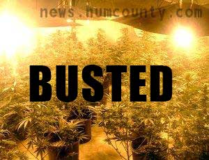 Another Humboldt marijuana grower gets busted