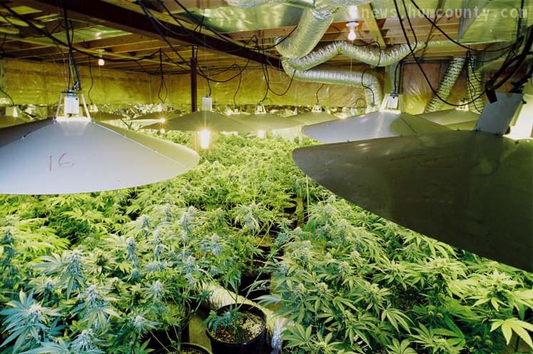 large scale indoor pot production