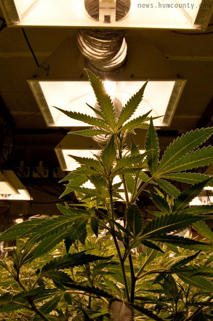 Pot plant in Humboldt County indoor grow room