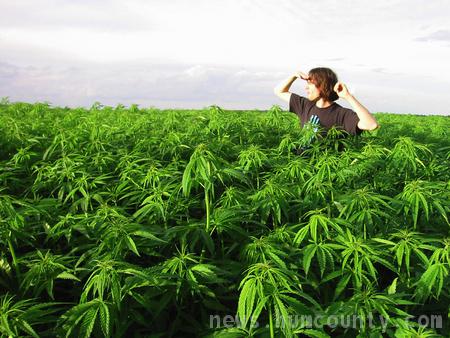 Field of Pot in California