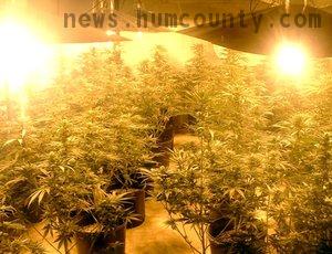 just another pot grow in humboldt county