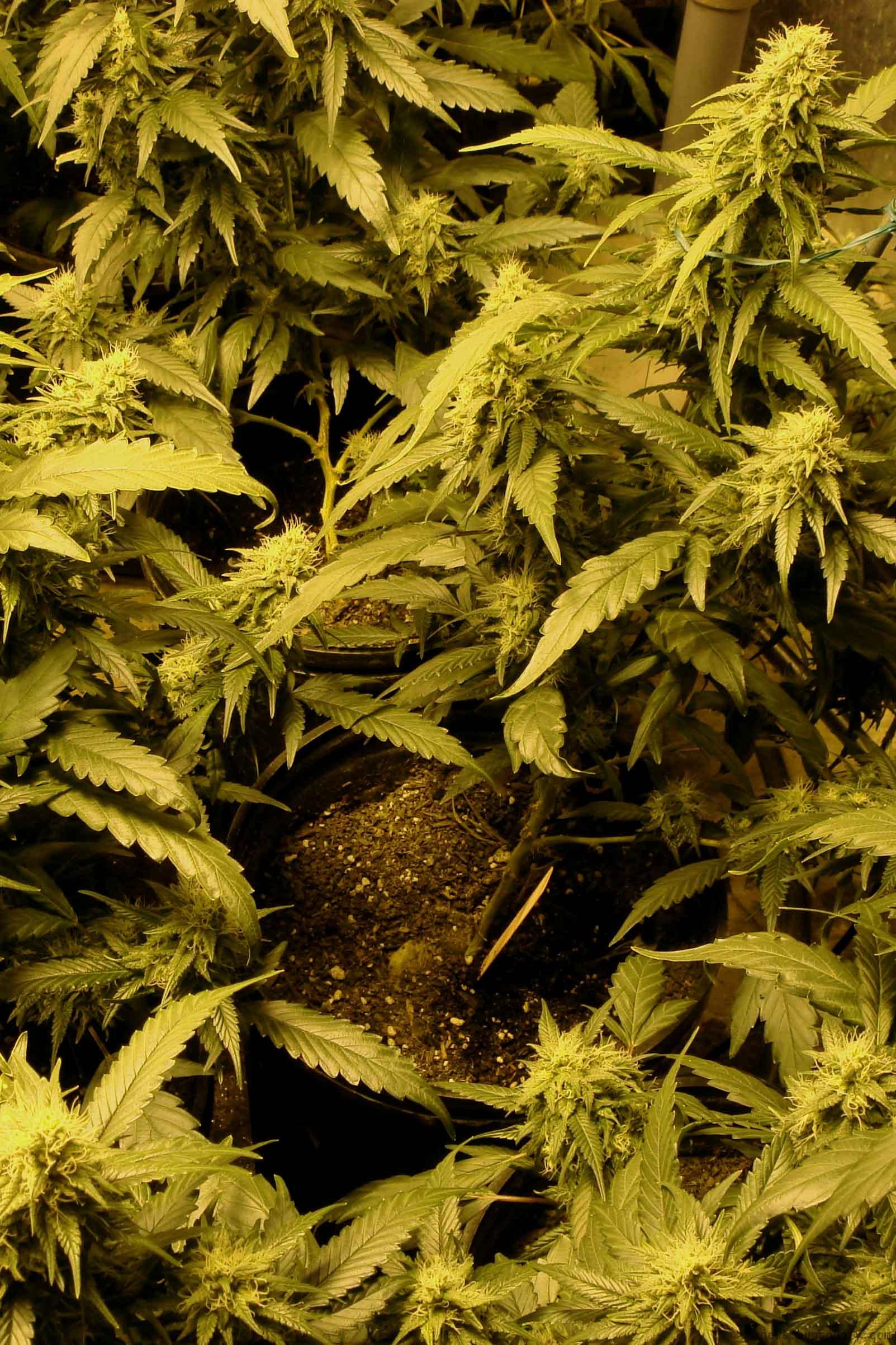pot plants in mid cycle humboldt medical 215 pot grow