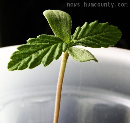 freshly planted outdoor humboldt pot weed baby marijuana plant